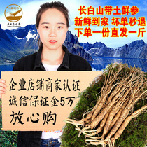 500g Fresh ginseng with soil in Changbai Mountain Fresh ginseng soaked in wine and boiled in soup Fresh ginseng 60-100 pieces a catty