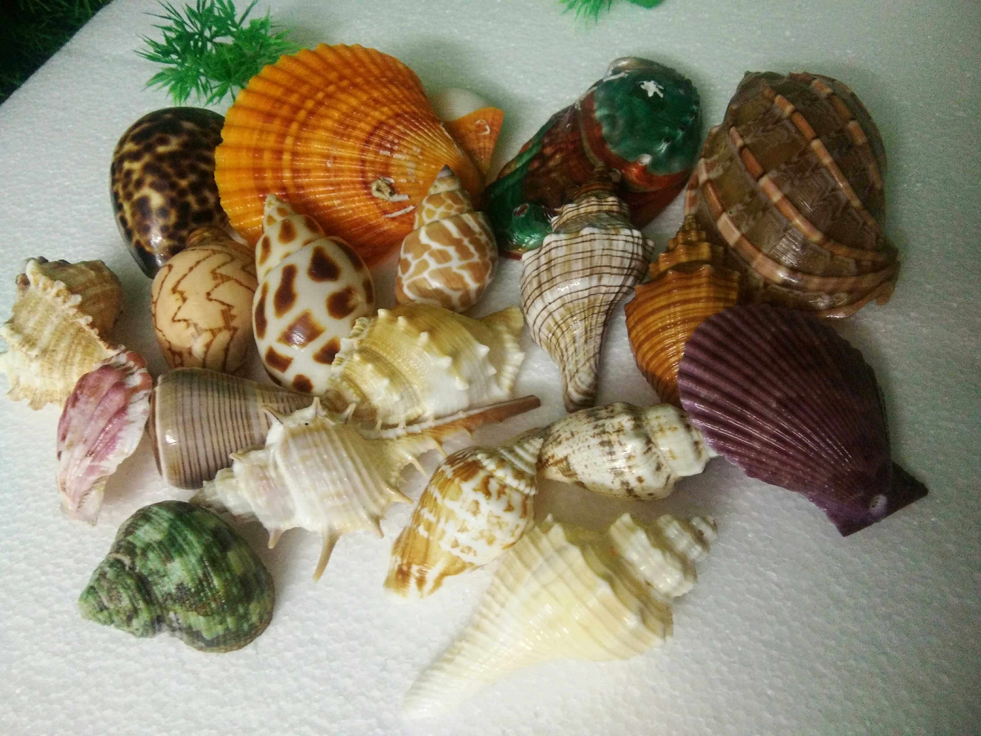 20 pieces of conch shell set, fish tank landscaping toy decoration, free conch number gift promotion
