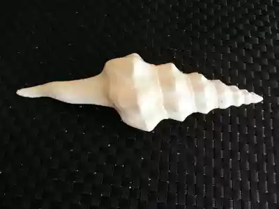 Natural shell conch White method snail rare specimen conch home floor decoration fish tank landscaping decoration