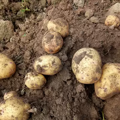 Gansu specialty potato potato potato potato 10kg