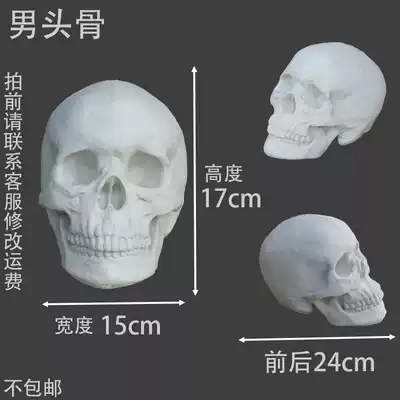 Male and female skulls each have a plaster skull
