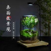 Arbre de vie Eco Bottle Créativité Micro Paysage Bureau en pointillé Plante Green Finished Bonsai Good To Feed The Green Moss