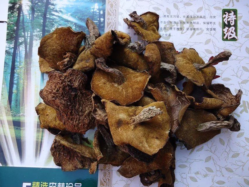 东北松莪图片,东北寒葱图片(第16页)_大山谷图库