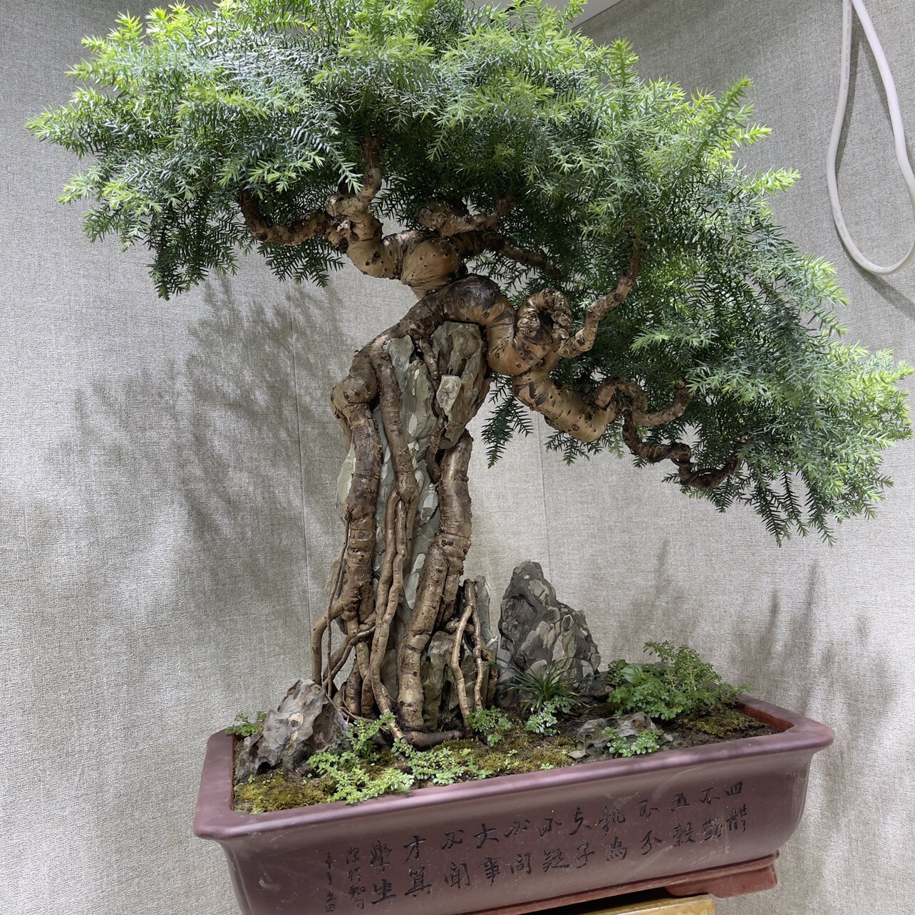 澳洲杉直销店