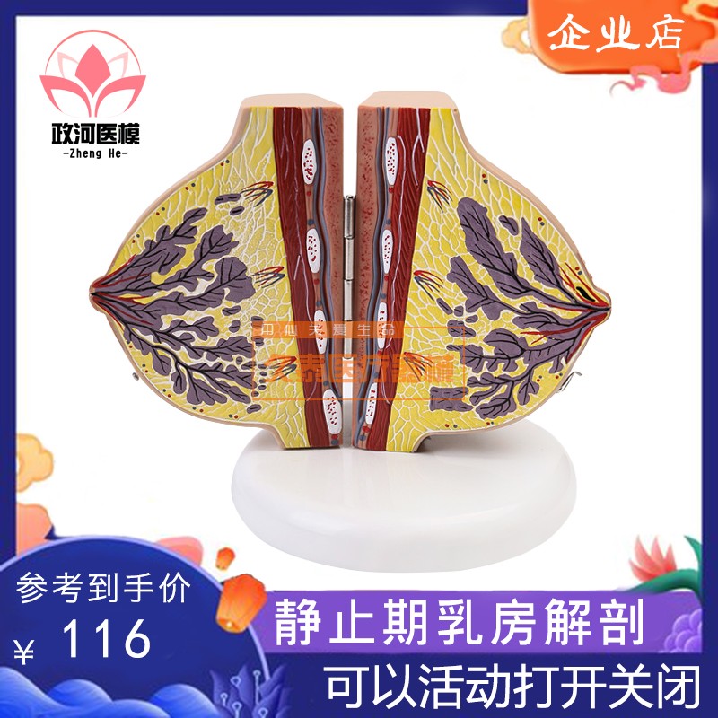 静止期乳房模型胸部解剖乳房结构造乳房乳腺病变模型催乳师教具