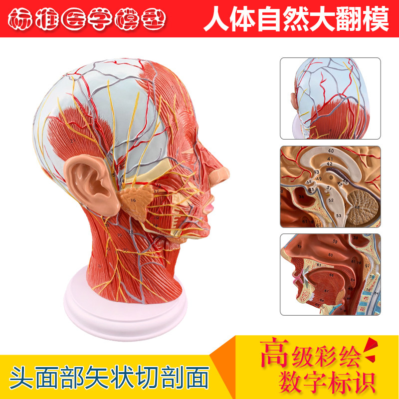 正品医用头面部解剖脑血管神经模型 五官科美容整形手术模型