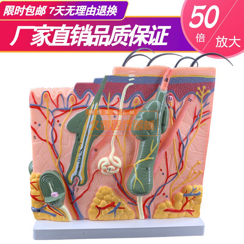 包邮皮肤组织结构放大模型 实物拍摄 有细节图 医学 皮肤解部模型