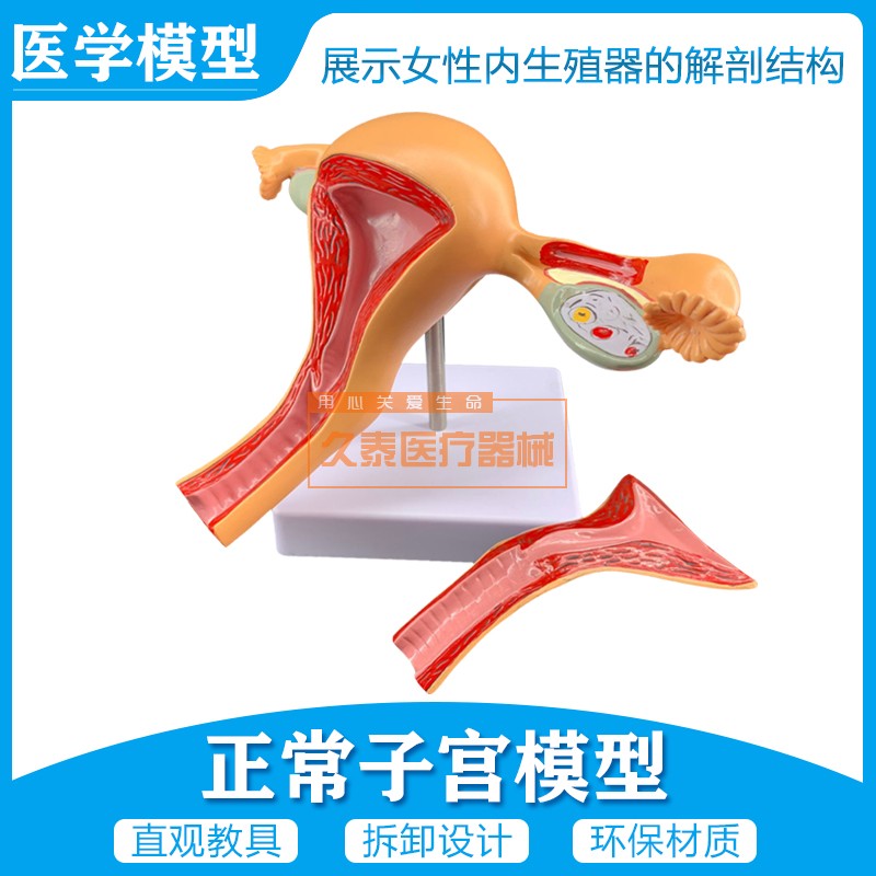 子宫模型 女性内生殖模型 妇科检查 医用 解剖模型 两部件包邮
