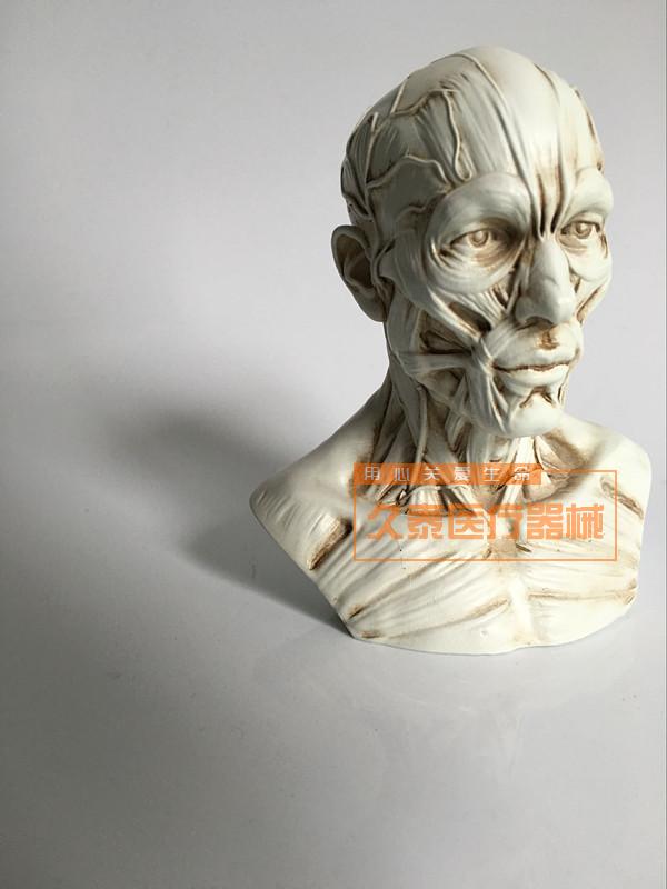 艺用人体骨骼模型美术肌肉像绘画解剖人头骨架结构教学图医用头颅
