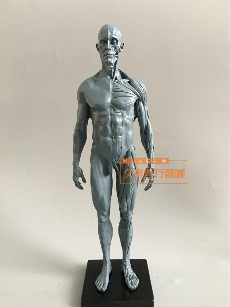 绘画美术艺用人体模型雕塑设计医用CG参考肌肉骨骼解剖模型高质量