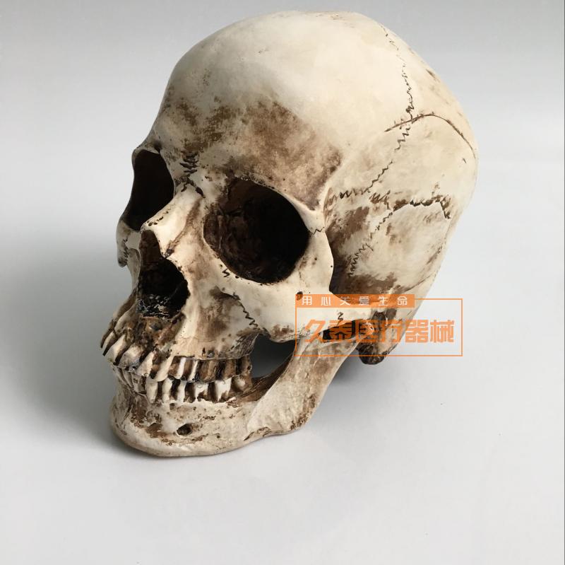 仿真人头骨模型树脂骷髅头医学头骨美术临摹1:1鬼头整蛊摆件包邮