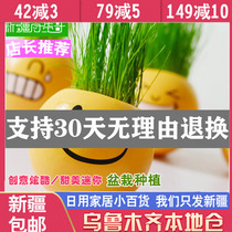 Xinjiang Department Store Brother Office Mini Plant Potted Creative Green Grass Planting Cultivation Grass Head Doll Anger