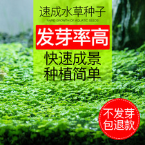 Aquatic grass seed Fish Tank aquatic plant landscape lazy aquatic plant live fresh water grass Four Seasons aquatic grass seed set set