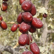 Xinjiang gray jujube red jujube Ruoqiang red jujube hanging dry native uncleaned original jujube first-class pregnant woman snack 500g specialty