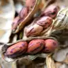 Colorful groundnuts crispy back to sweet mountain old varieties healthy snacks original flavor no adjustment