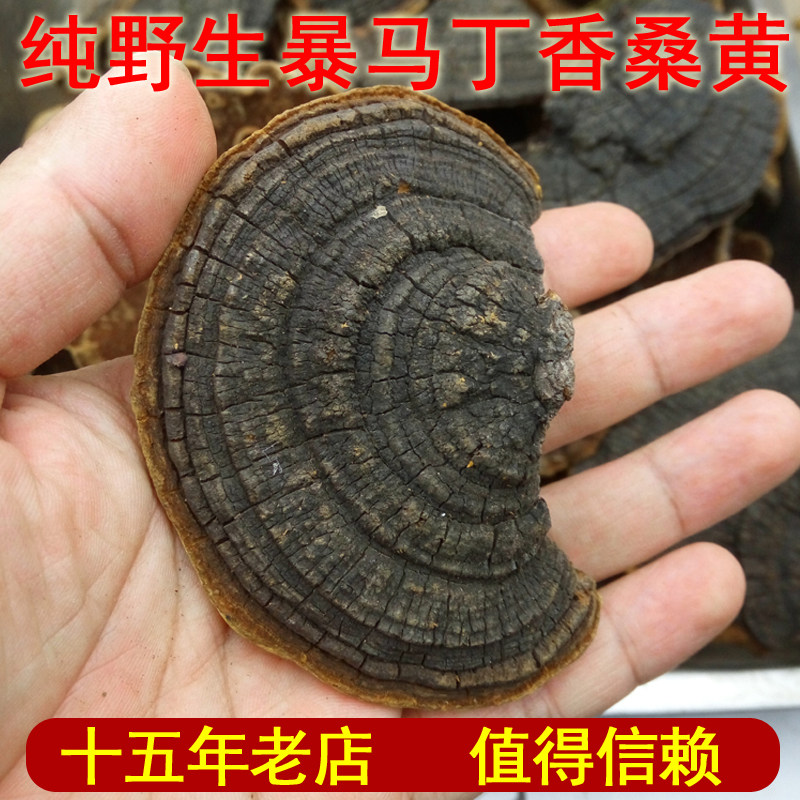 Zhiren Yuye Authentic Northeast Changbai Mountain Wild Storm Martin Fragrant Sang Huang Lingzhi Wild Lingzhi