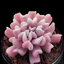 Special jade lotus succulent plant Cupid cute heart-shaped combination potted radiation protection creative green plant flowers snow elf