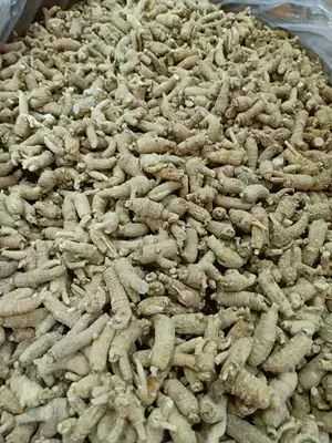 西洋参 西洋人参 洋参 西参 花旗参 五加科植物西洋参的根