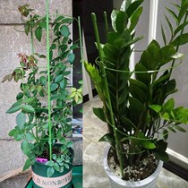 Wrought iron flower pot for tie flower support pole rose flower climbing tree plant money tree Phalaenopsis fixing bracket