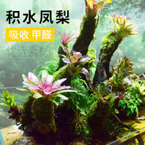 Standing Water Pinewood Rainforest Vat-made View Plants Package Material Surface-cylinder Water Grass Cylinders Flower Pots Mini big Custom Accessories