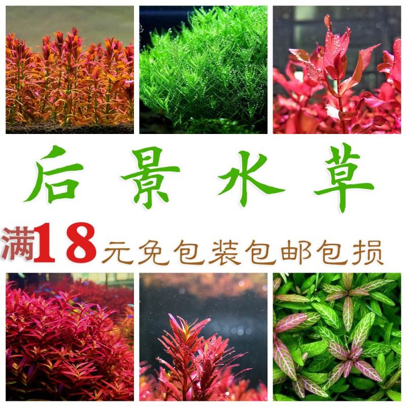 Fish tank Living water Grass with view back View Dutch Jinglilac Red Palace New Year's Eve Red Butterfly Green Palace Green Chrysanthemum-Taobao
