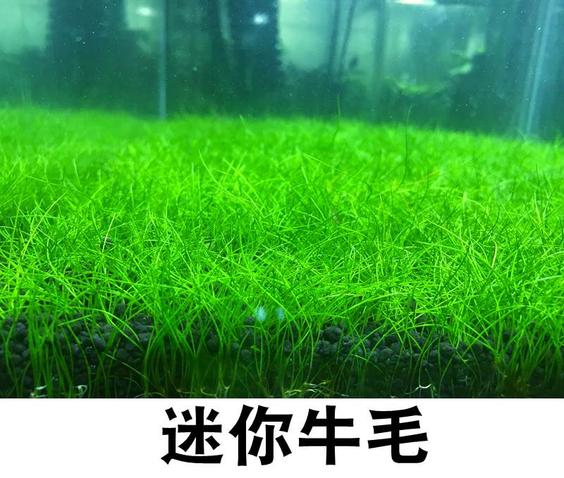 Living Water Grass Fish Tank Rigging Foreground Grass Japan Mini Bull Hairy Zhengzong Mini Bull Wool Buffalo Felt Sterile Cup Loaded-Taobao