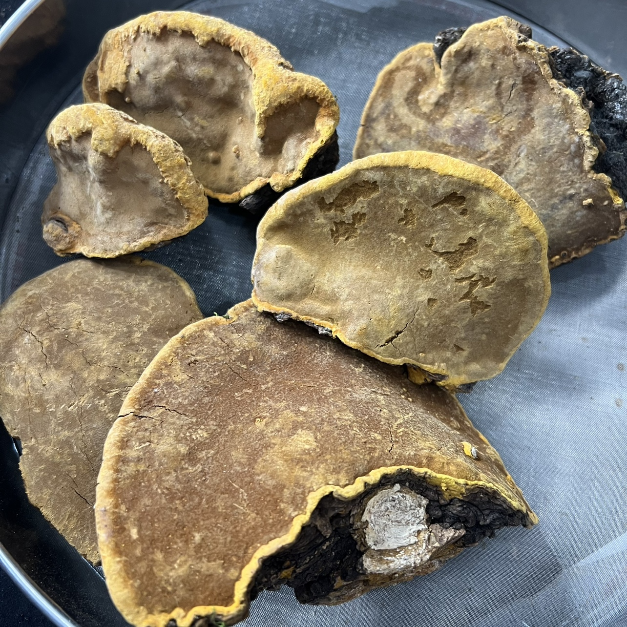 Wild mulberry mulberry yellow 12 beautiful mulberry yellow or ordinary mulberry yellow 5-6 mountain wild small zhu mulberry yellow one pound