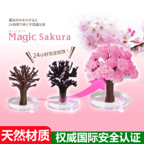 Japanese cherry tree Christmas magic crystal tree nostalgia for childhood simple paper flowering scientific observation toys