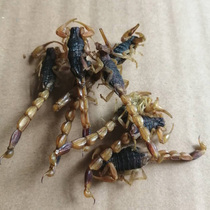 Mengshan full scorpion clear water scorpion Chinese medicinal materials used as medicine to make wine