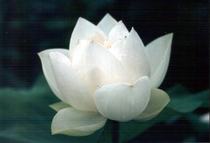 Snow Lotus beauty skin nourishing skin rejuvenation water 50g clear skin nourishment Radiation protection