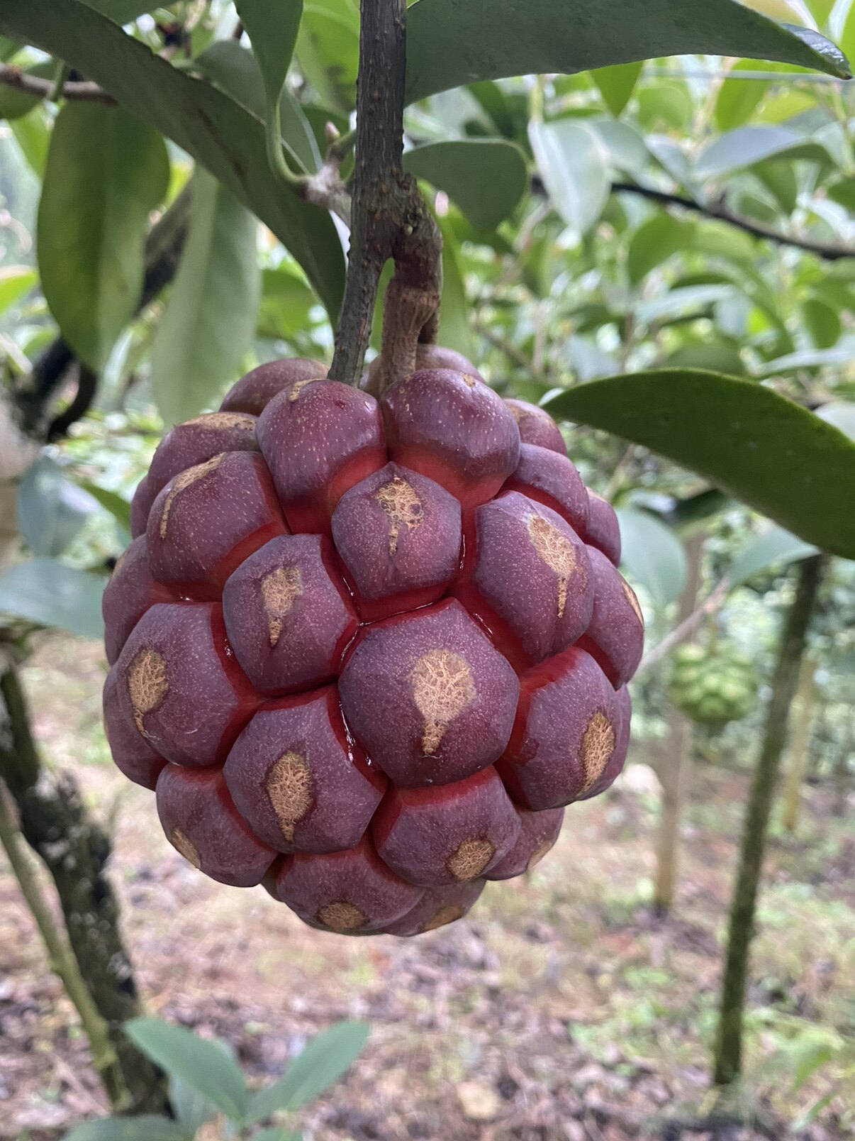 甜一天水果