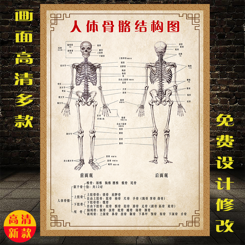 Human musculoskeletal structure anatomy diagram