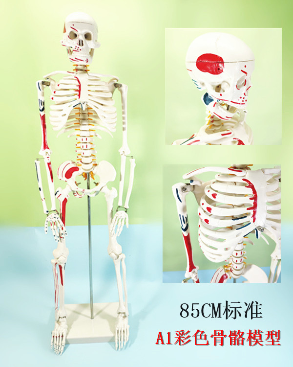 85CM支柱式人体骨骼模型神经肌肉起止骨架瑜伽教学医学用
