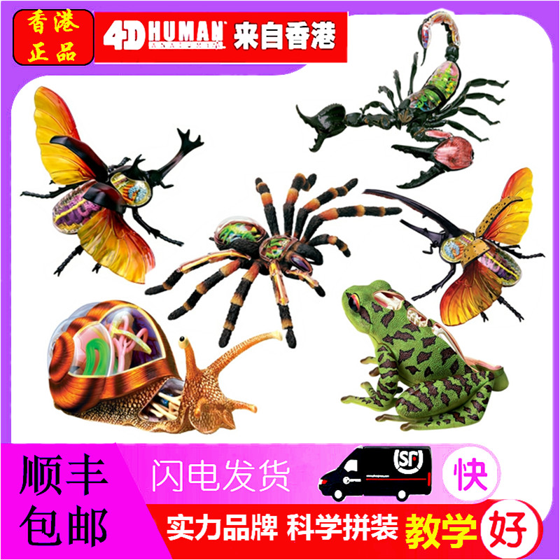 4D master昆虫组拼装解剖模型青蛙蜗牛甲虫蜘蛛生物教学用具摆件