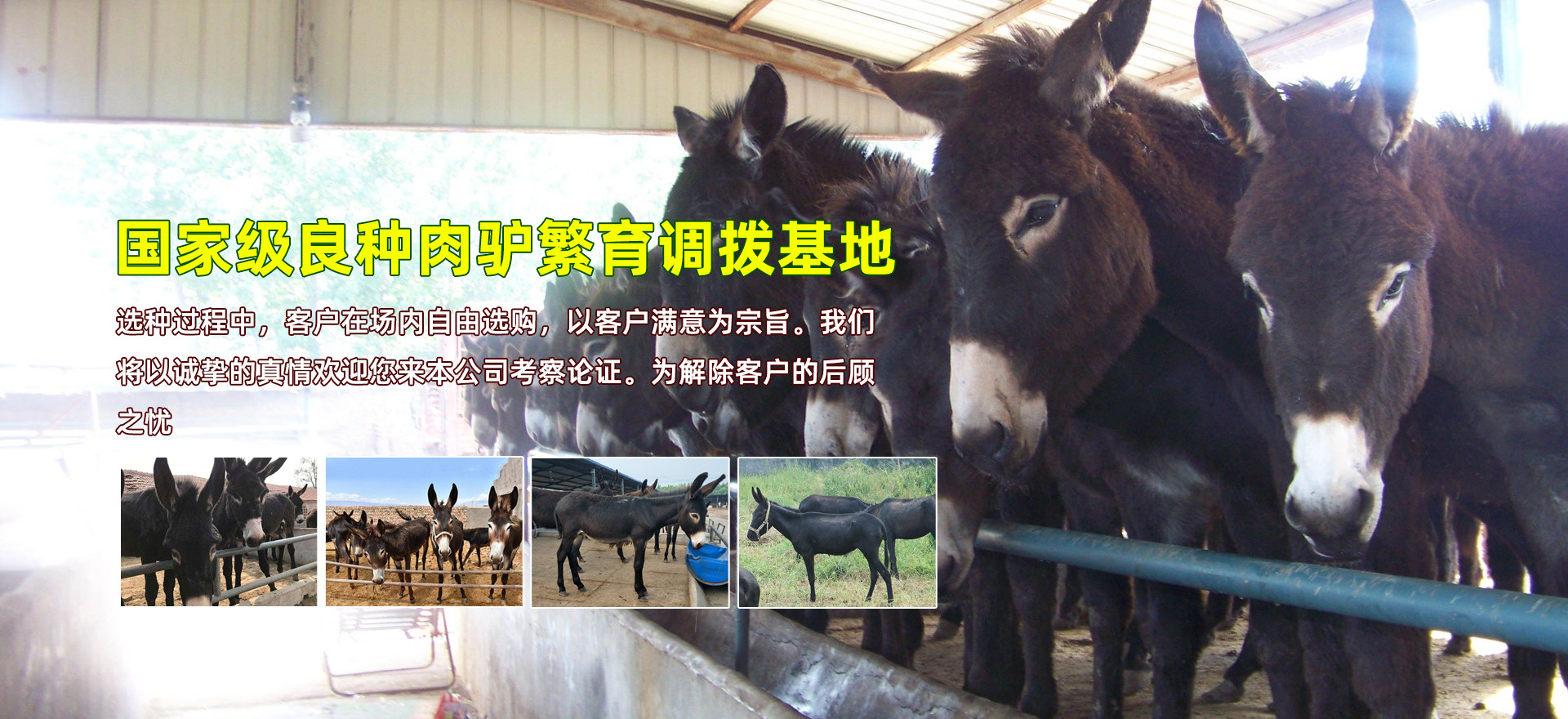 肉牛养殖_肉驴养殖_本地厂家供应_嘉祥鑫罡养殖场_官网肉驴养殖