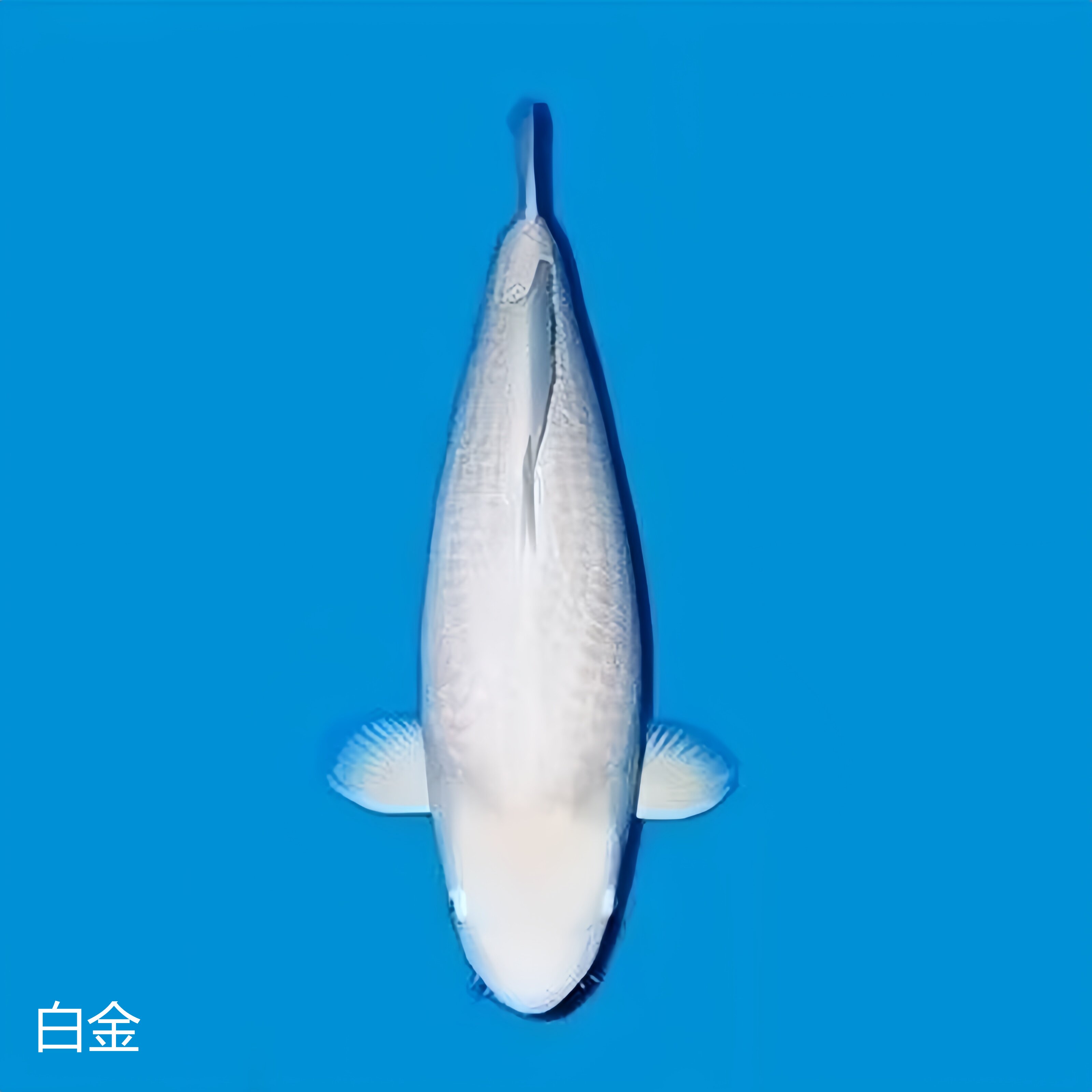 顺丰锦鲤鱼,活体观赏鱼怎么选?🐟深度解析与推荐-鱼-淘宝好物网