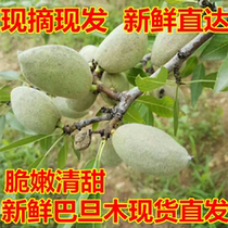 Fresh almonds green walnuts wet badams freshly picked fresh almonds original green walnuts