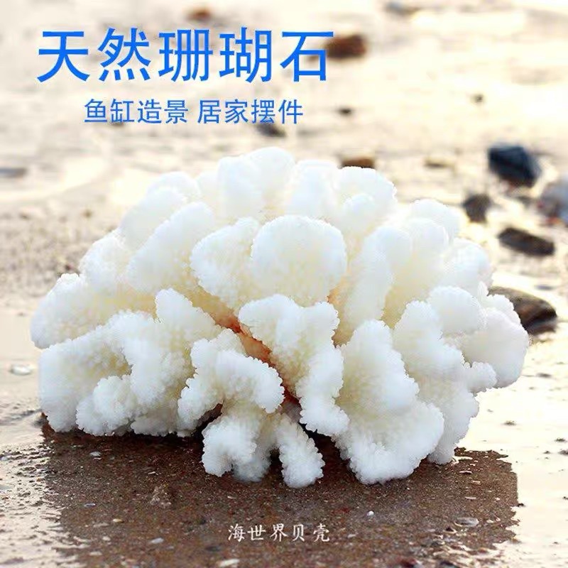 Natural White Coral Vegetable Flowers Deer Antlers Sea Snail Shells Photo Background Home Decoration Fish Tank Aquatic Crystal Degaussing-Taobao