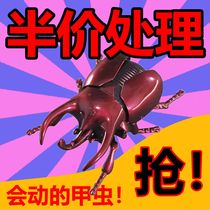 Clockwork Toy Beetle Model Children Emulation Crawl Insect Boy Baby Creative Upper Chain Animal Gifts