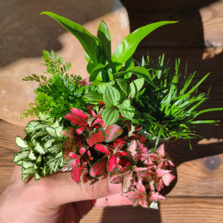 Moss micro landscape creative mini plant combination ecology