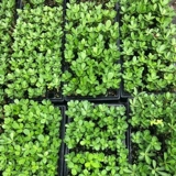 Пустынные сеянцы расцветают за четыре сезона