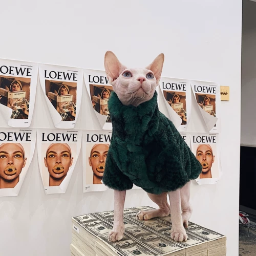 Безволосая одежда для кошек Свинкс немцы осень и зимняя согревая Quan Zhilong и ту же самую пару меха тирана