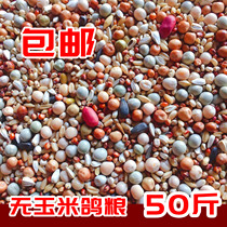 50 grains de pigeon grain pas de maïs grain à colomber lettre nutritive oiseau lettre de nourriture pigeon pigeon pigeon pigeon dove jeune pigeon à colombage et grain frais