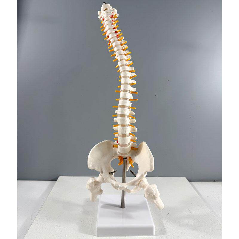 45CM白色人体脊椎模型骨骼腰椎颈椎带骨盆股骨尾骨脊柱正骨模型