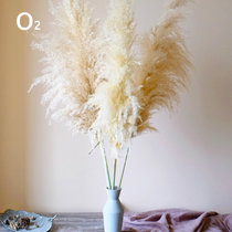 (Reed)Nordic style natural plants Reed dried flowers Literary flower bed and breakfast Home window Hotel soft decoration