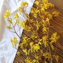 (Immortal kangaroo claw) real flower air-dried plant eternal flower arrangement handmade DIY American Chinese style