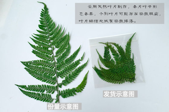 永生尤加利叶幼儿园DIY手工相框团扇手作装饰材料