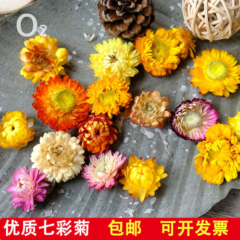 (High quality chrysanthemum head)Colorful daisies kindergarten handmade DIY three-dimensional dry flower painting floating flower fan material