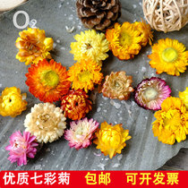 (High quality chrysanthemum head) colorful daisy kindergarten handmade DIY three-dimensional dried flower painting floating flower fan material