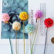 (Single head windmill fruit) real flower pine insect fruit ins dried flower glass cover filled embellishment material small Vase decoration